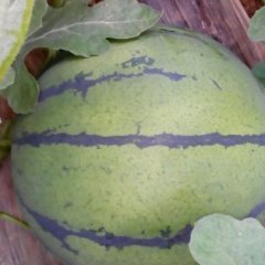 2016巨鹿西瓜值得出手