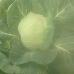 玉田虹桥王久福5月中甘21甘蓝