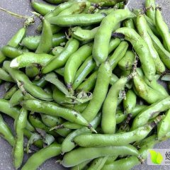 芜湖蚕豆大量上市