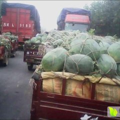 河南境内西瓜专业代收