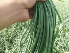 2016商河蒜薹抓住商机无限