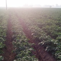 河北无极荷兰十五土豆随行就市