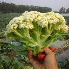江苏沛县2016年青梗白面菜花大量供应