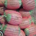 供应山东潍坊优质早春红玉西瓜