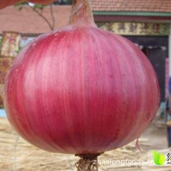 2016河南通许红皮洋葱种植面积大