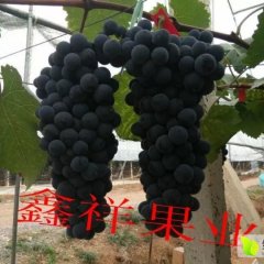 云南黑提葡萄上市！
