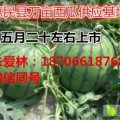 惠民县万亩优良西瓜大量供应：双星5月20上市