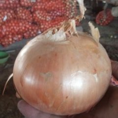 江苏丰县黄皮洋葱，顺河杨丽诚信合作