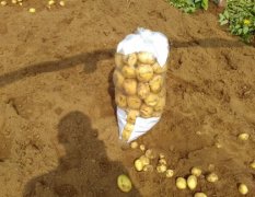 泗水大棚土豆大量上市 现在品种为 中薯 荷兰