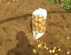 泗水大棚土豆大量上市 现在品种为 中薯 荷兰