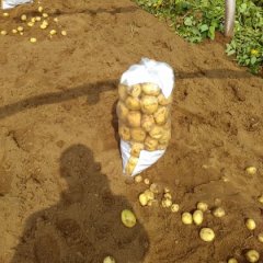 泗水大棚土豆大量上市 现在品种为 中薯 荷兰