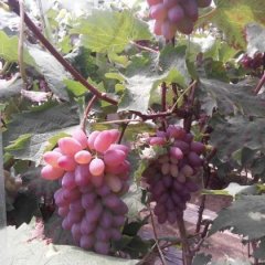 新民梁山薛恩利5月贵色香葡萄