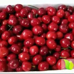 2016大荔樱桃今年价格有看点