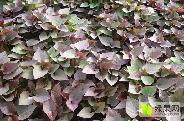 供应肥城桃园供应西农431红薯苗