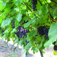 2016莱西葡萄价格波动不大