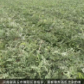 睢阳西瓜聚焦市场,楼店贾明言商诚信合作