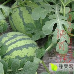 西瓜产地价格，大荔西瓜基地！