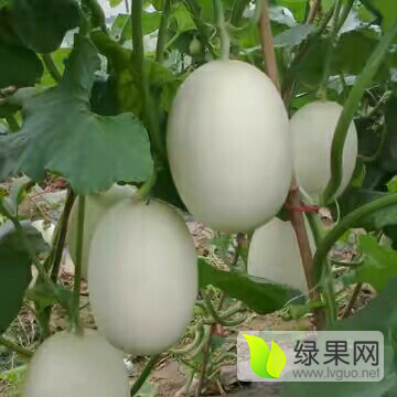 2016年河南滑县天蜜脆梨价格