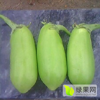 2016年河南新野青皮茄子价格