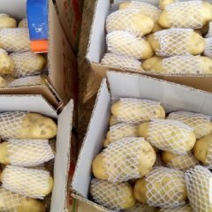 泗水杨柳张海波5月荷兰十五土豆