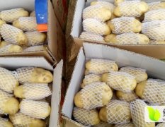 泗水杨柳张海波5月荷兰十五土豆