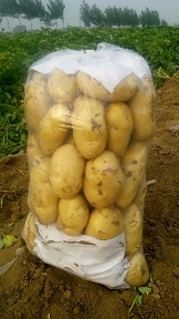 泗水杨柳张海波5月中暑系列土豆