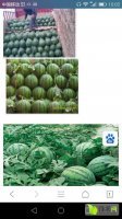 河北清苑京欣西瓜名扬天下