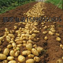无公害优质土豆大量上市日上货量百万吨