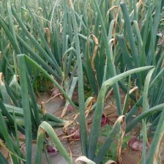 河南扶沟红皮洋葱欢迎合作