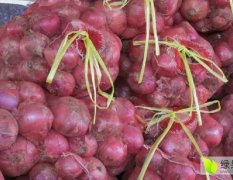 河南通许县 蔬菜基地 低价供应大量新鲜红皮洋葱