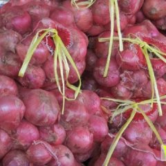 河南通许县 蔬菜基地 低价供应大量新鲜红皮洋葱