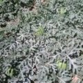 河南睢阳京欣西瓜名扬天下