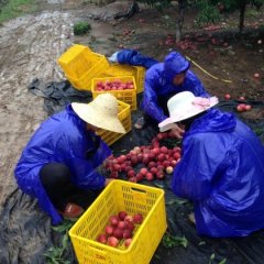 湖北枣阳早美桃蜜桃品质优良