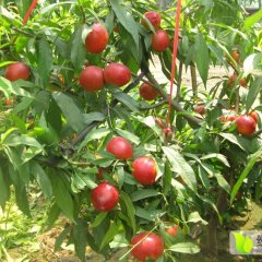 2016来安油桃今年价格有看点