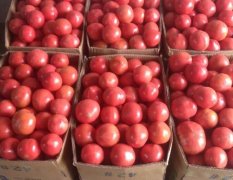 虞城道北5月硬粉西红柿大量上市中