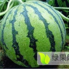 陕西西瓜种植基地