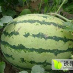 蒲城龙阳李龙龙5月冠龙西瓜