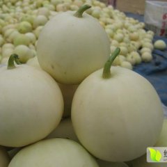 大荔甜瓜著名品牌,范家李龙龙诚信合作