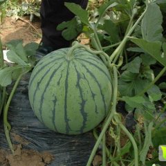 2016蒲城西瓜再不来就没机会了！