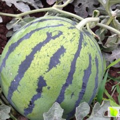 盐边西瓜假一赔十