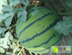 睢阳李口孙付良5月京欣西瓜