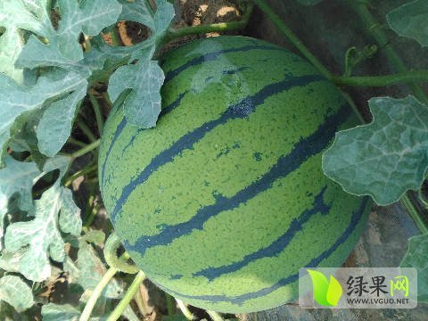 2016年河南睢阳京欣价格