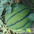 睢阳李口孙付良5月京欣西瓜