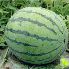 陕西京欣西瓜基地