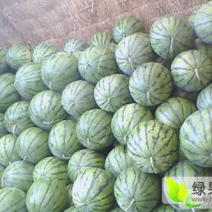 陕西京欣西瓜价格行情西瓜种植基地