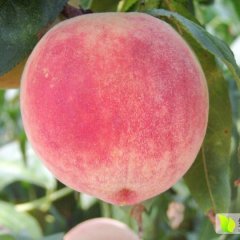 大荔两女徐国芳5月大棚毛桃蜜桃