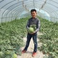 2016凤台西瓜抓住商机无限