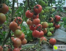望都主产西红柿大红（硬果）5月20号陆续上市