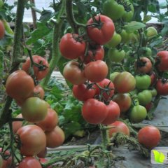 望都主产西红柿大红（硬果）5月20号陆续上市