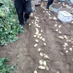 肥城山东韩书金5月荷兰十五土豆